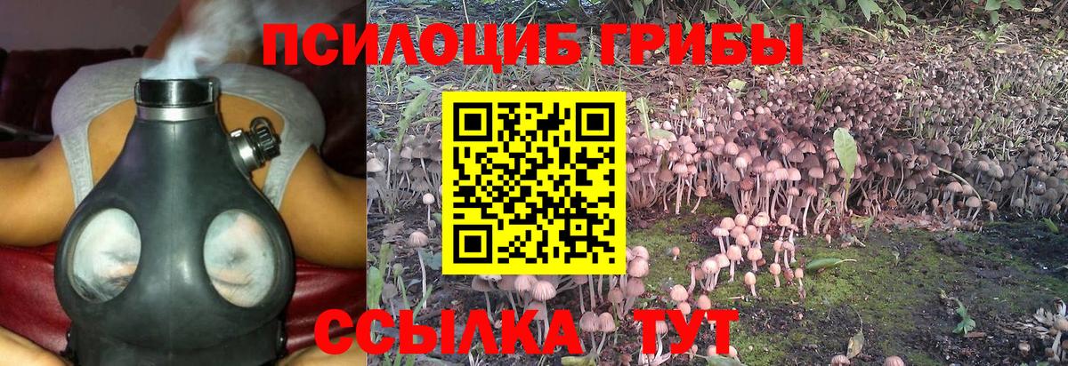 Псилоцибиновые грибы Psilocybe Салехард